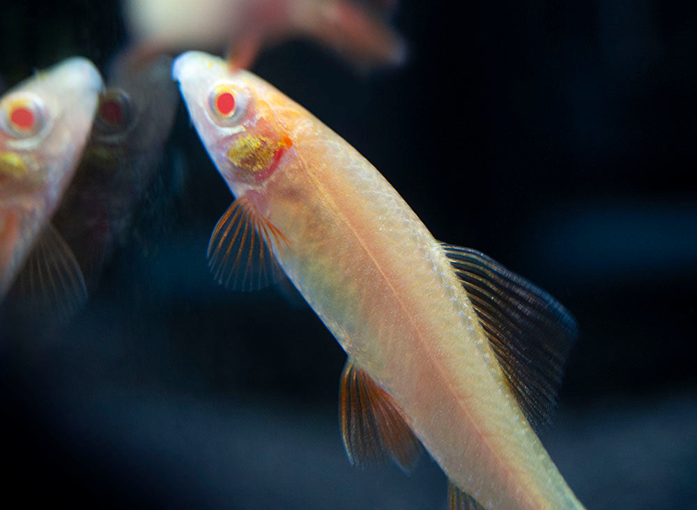 Aquatic Arts Albino Rainbow Shark for sale