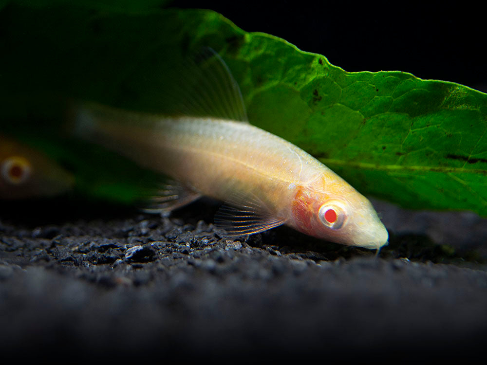 Aquatic Arts Albino Rainbow Shark for sale