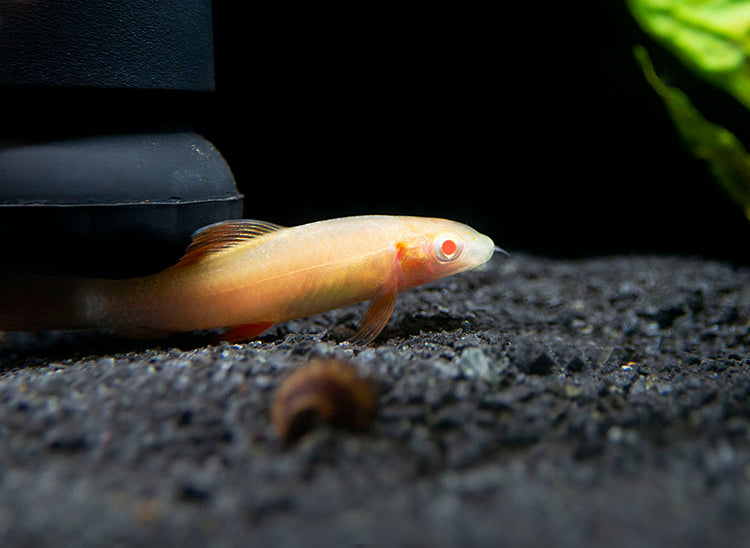 Aquatic Arts Albino Rainbow Shark for sale