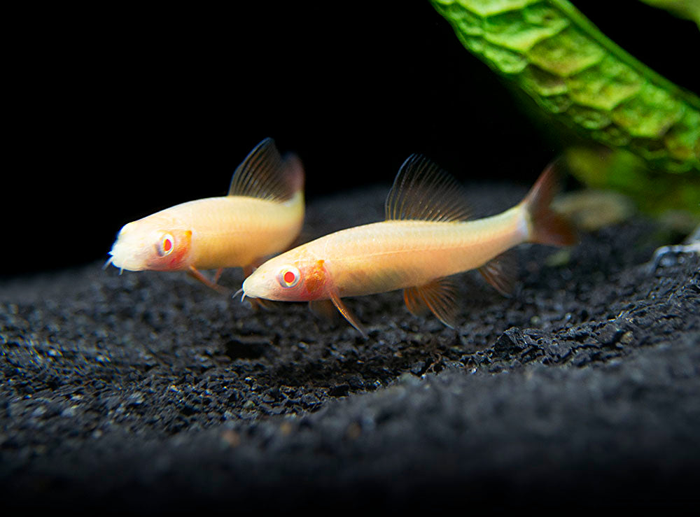 Aquatic Arts Albino Rainbow Shark  for sale