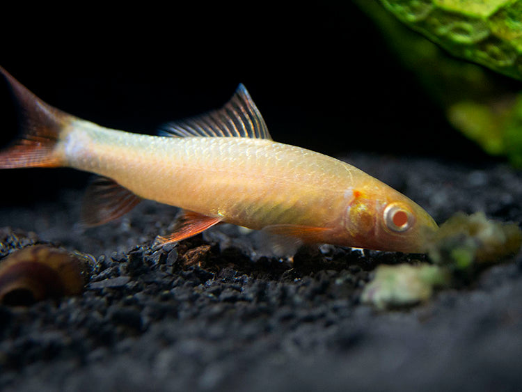 Aquatic Arts Albino Rainbow Shark for sale