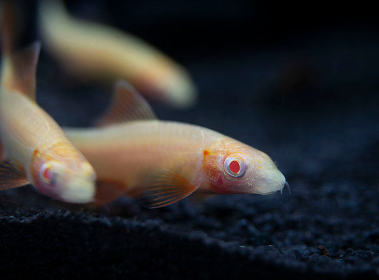 Aquatic Arts Albino Rainbow Shark for sale