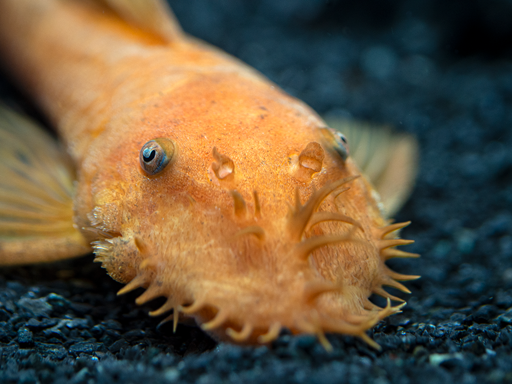 Super Red Bristlenose Pleco (Ancistrus sp.), TANK-BRED!