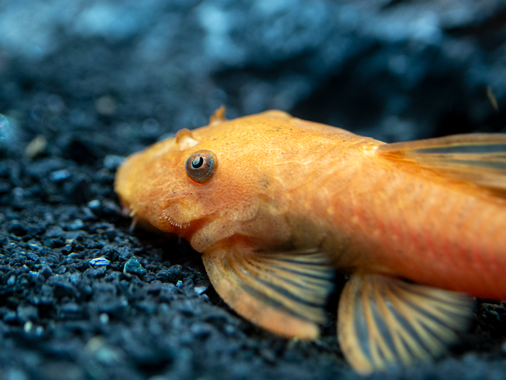 Super Red Bristlenose Pleco (Ancistrus sp.), TANK-BRED!