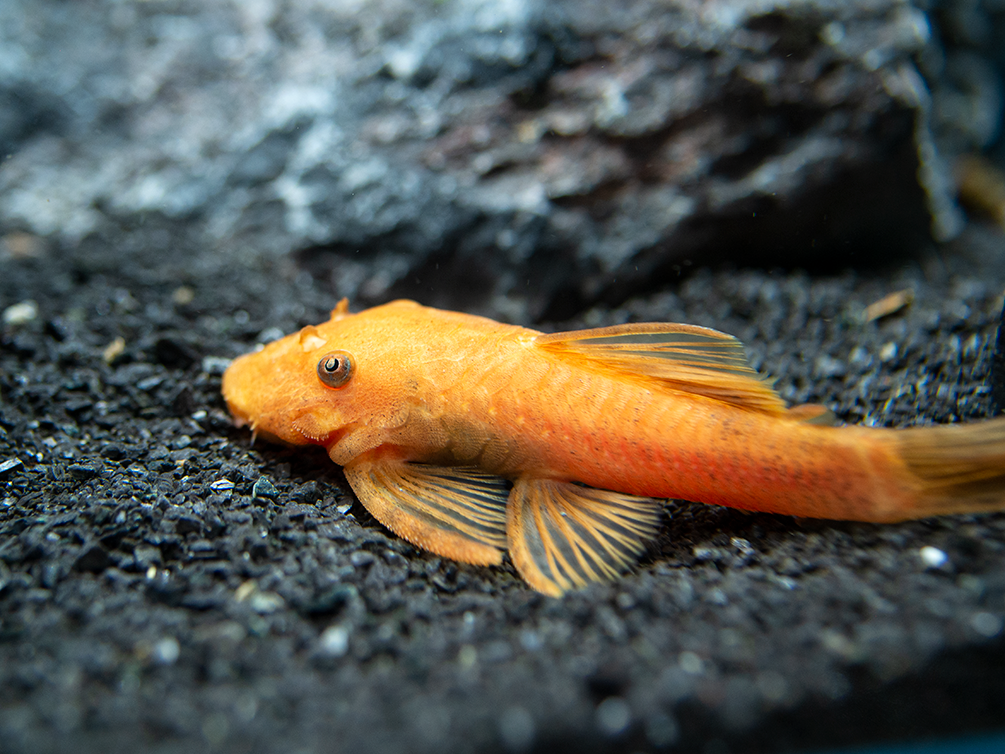 Super Red Bristlenose Pleco (Ancistrus sp.), TANK-BRED!