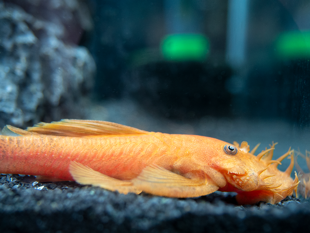 Super Red Bristlenose Pleco (Ancistrus sp.), TANK-BRED!