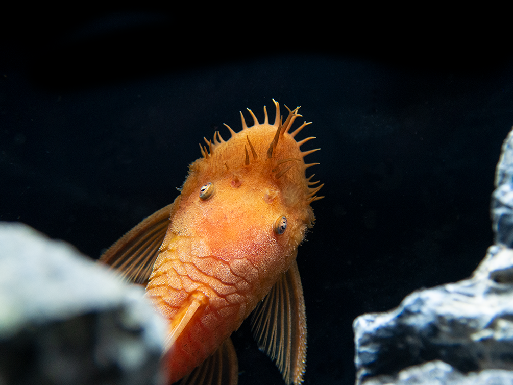 Super Red Bristlenose Pleco (Ancistrus sp.), TANK-BRED!