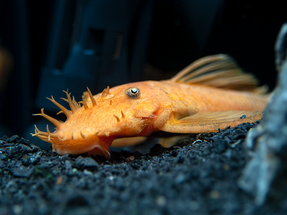 Super Red Bristlenose Pleco (Ancistrus sp.), TANK-BRED!