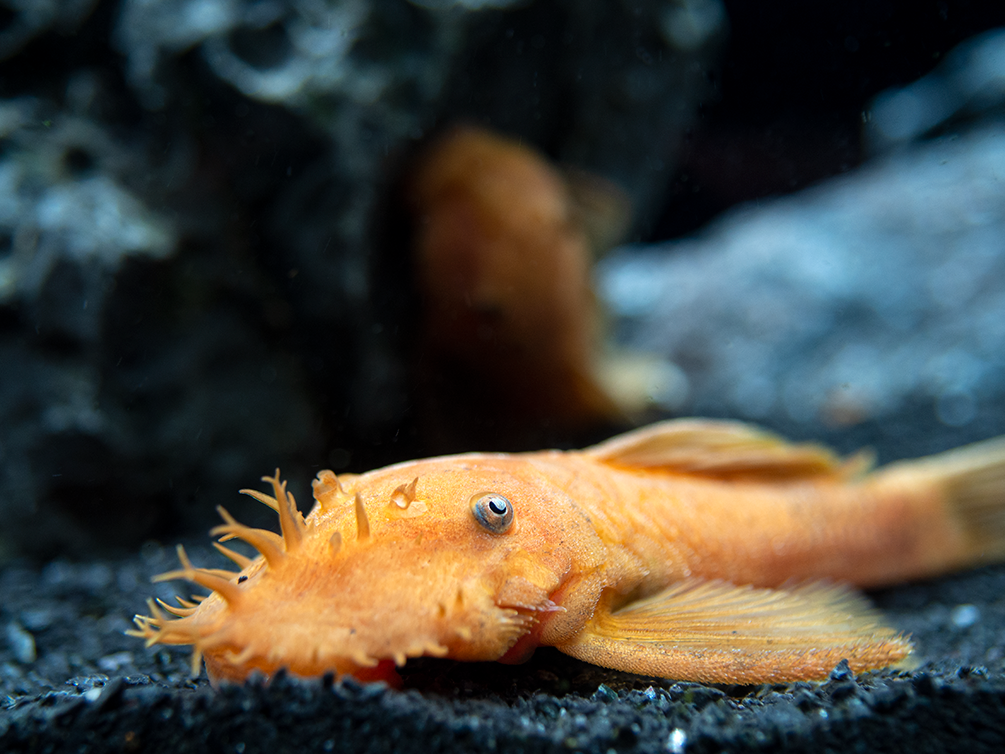 Super Red Bristlenose Pleco (Ancistrus sp.), TANK-BRED!