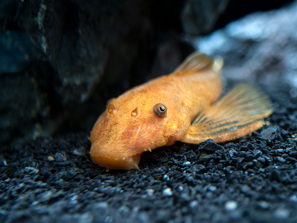 Super Red Bristlenose Pleco (Ancistrus sp.), TANK-BRED!