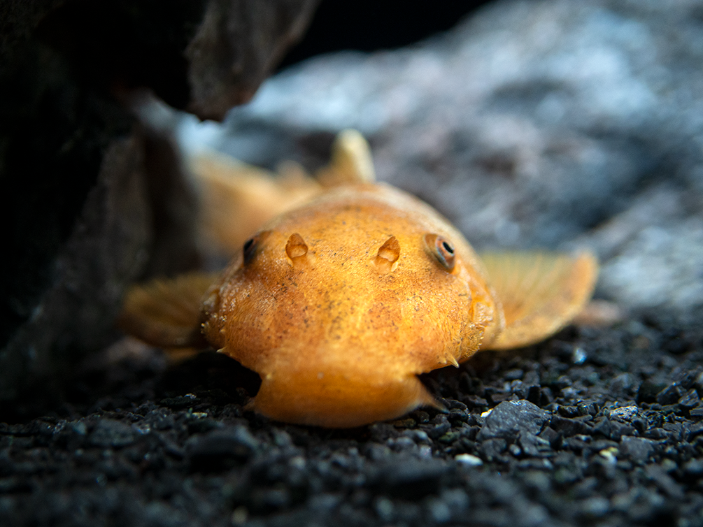 Super Red Bristlenose Pleco (Ancistrus sp.), TANK-BRED!