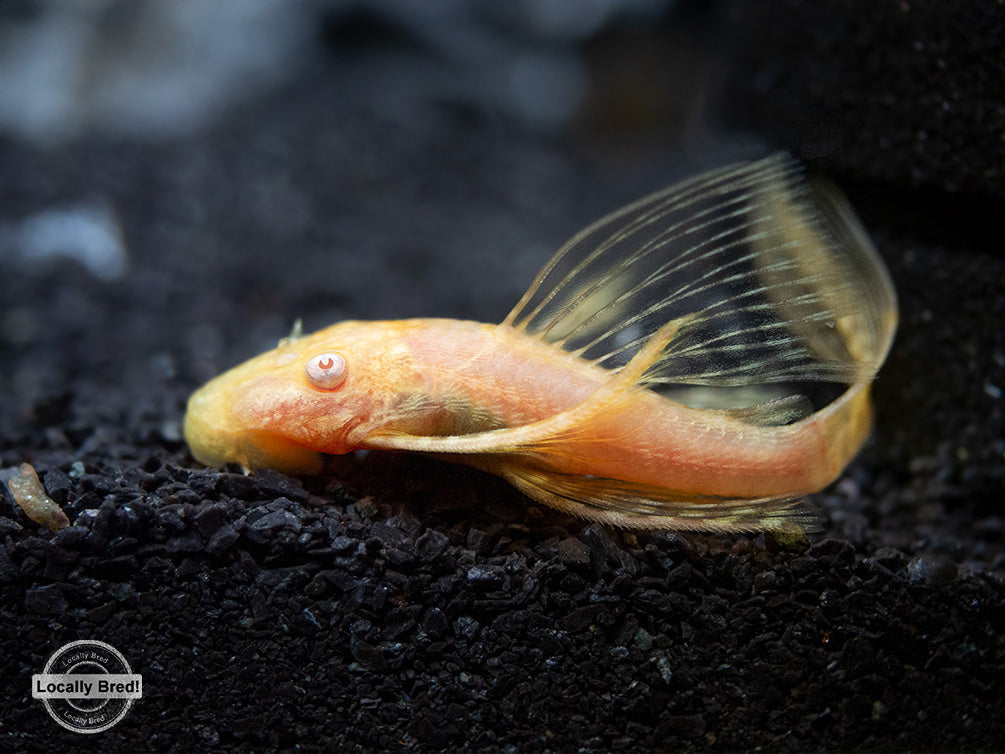 albino kıllı plecostomus