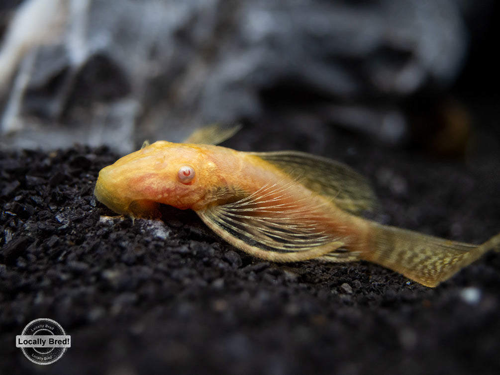 Longfin Albino Bristlenose Pleco (Ancistrus cf. cirrhosus) - Locally Bred!