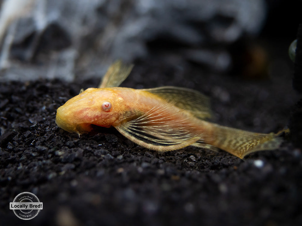 Longfin Albino Bristlenose Pleco (Ancistrus cf. cirrhosus) - Locally Bred!