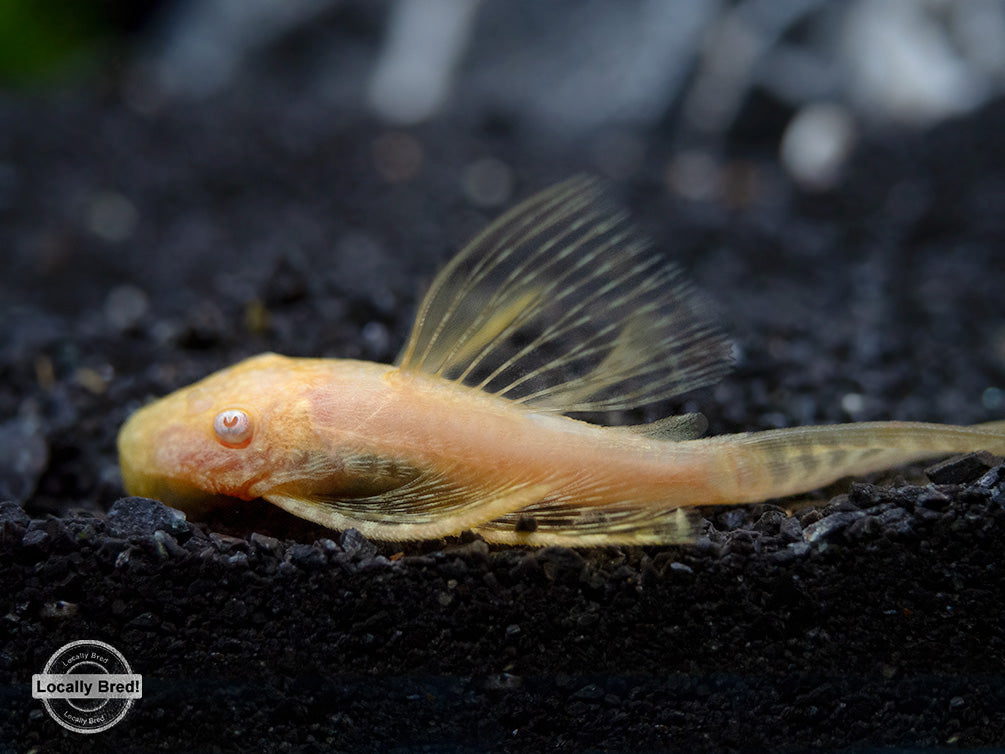 Longfin Albino Bristlenose Pleco (Ancistrus cf. cirrhosus) - Locally Bred!