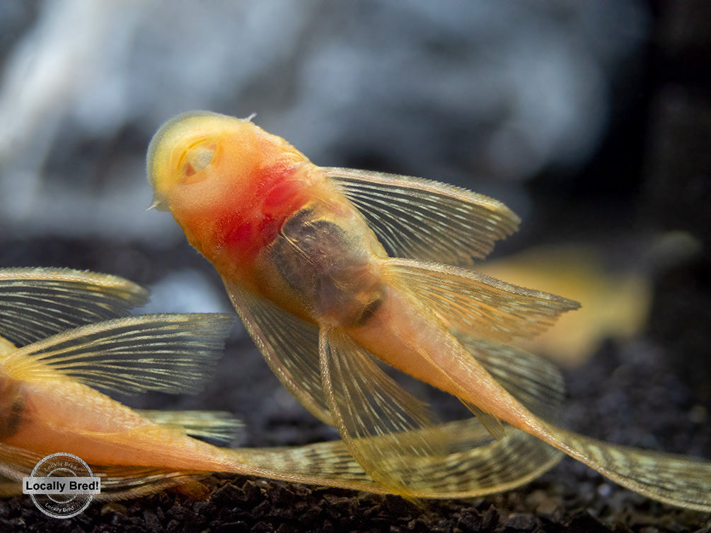 Longfin Albino Bristlenose Pleco (Ancistrus cf. cirrhosus) - Locally Bred!