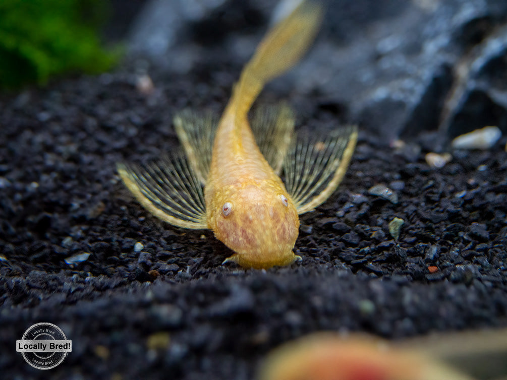 Longfin Albino Bristlenose Pleco (Ancistrus cf. cirrhosus) - Locally Bred!