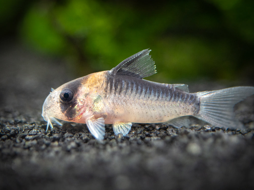 Adolfo's AKA Orange Burst Cory Catfish (Corydoras adolfoi), TANK-BRED!!!