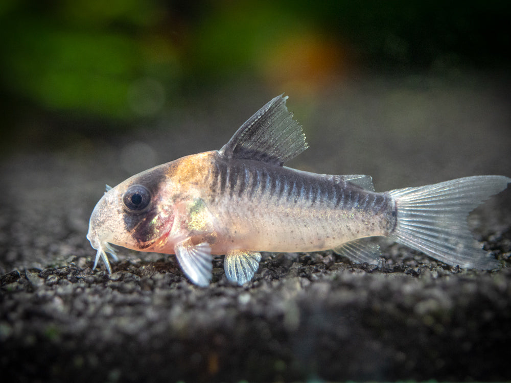 Adolfo's AKA Orange Burst Cory Catfish (Corydoras adolfoi), TANK-BRED!!!