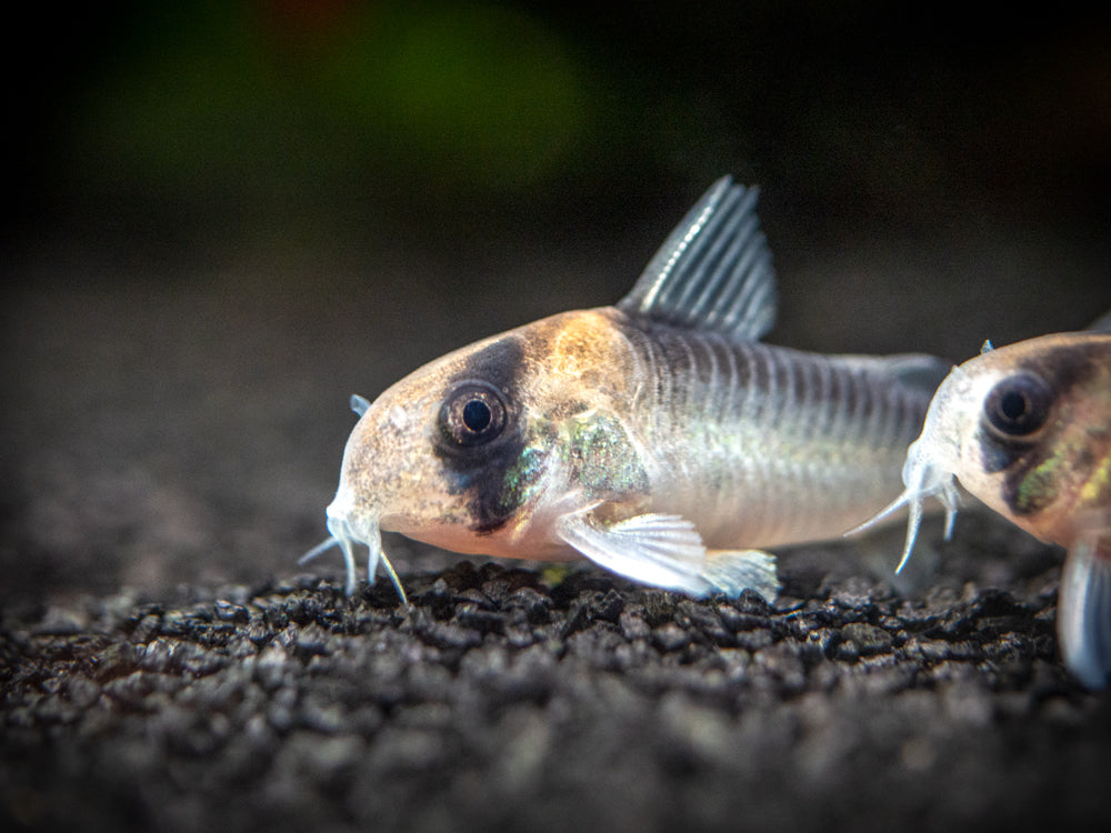 Adolfo's AKA Orange Burst Cory Catfish (Corydoras adolfoi), TANK-BRED!!!