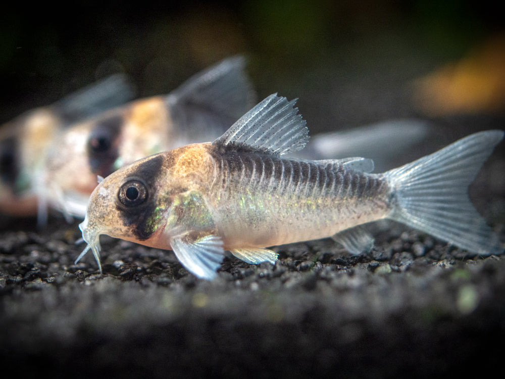 Adolfo's AKA Orange Burst Cory Catfish (Corydoras adolfoi), TANK-BRED!!!