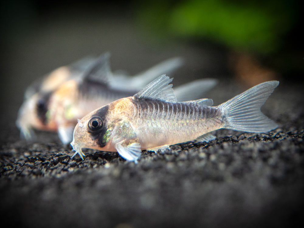 Adolfo's AKA Orange Burst Cory Catfish (Corydoras adolfoi), TANK-BRED!!!