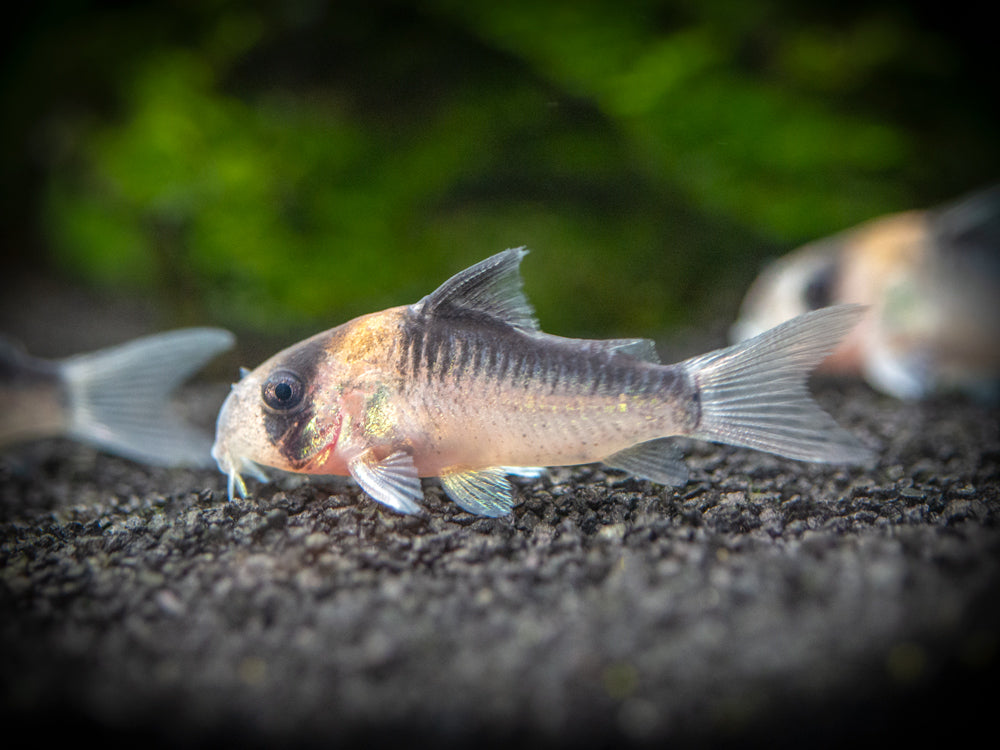 Adolfo's AKA Orange Burst Cory Catfish (Corydoras adolfoi), TANK-BRED!!!
