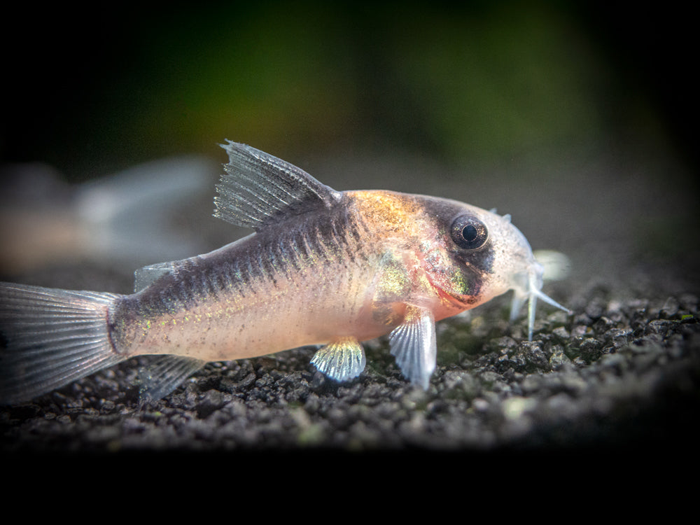 Adolfo's AKA Orange Burst Cory Catfish (Corydoras adolfoi), TANK-BRED!!!