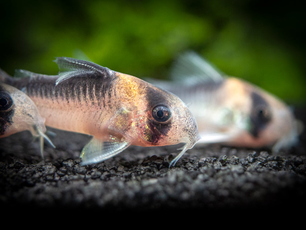Adolfo's AKA Orange Burst Cory Catfish (Corydoras adolfoi), TANK-BRED!!!