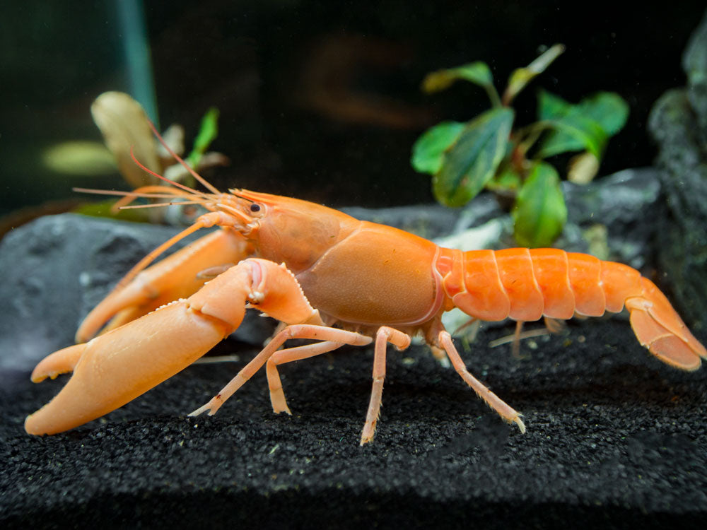 Apricot Crayfish (Cherax holthuisi var. “Apricot”), Tank-Bred!