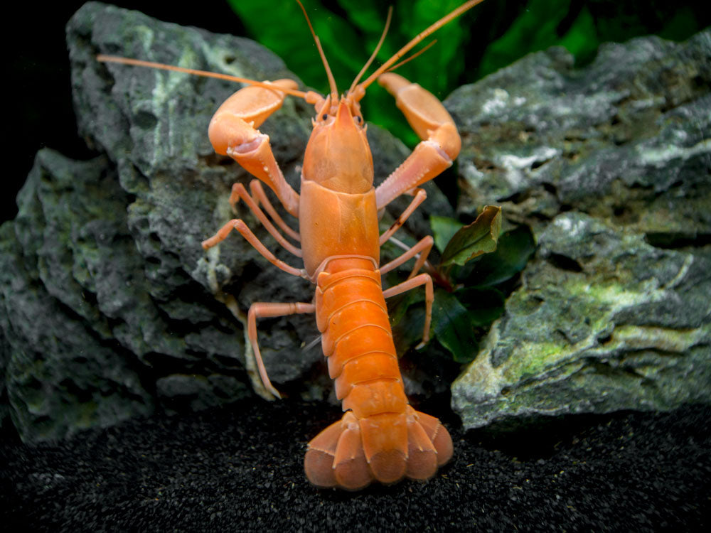 Apricot Crayfish (Cherax holthuisi var. “Apricot”), Tank-Bred!