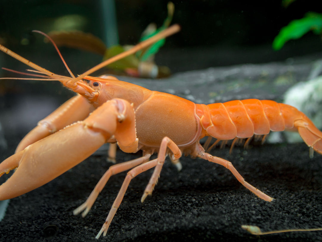 Apricot Crayfish (Cherax holthuisi var. “Apricot”), Tank-Bred!