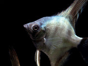 Avatar Turkey Green Angelfish (Pterophyllum scalare  "Avatar Turkey Green") - Tank-Bred!!!