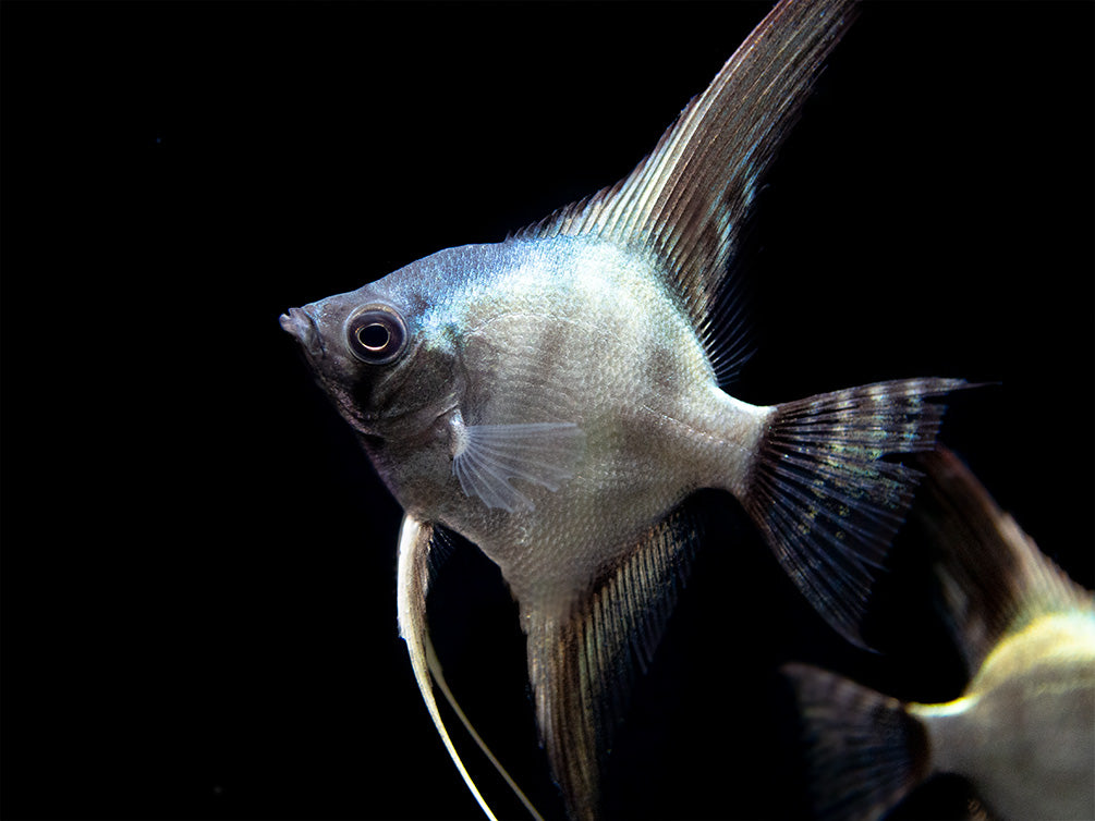 Avatar Turkey Green Angelfish (Pterophyllum scalare  "Avatar Turkey Green") - Tank-Bred!!!