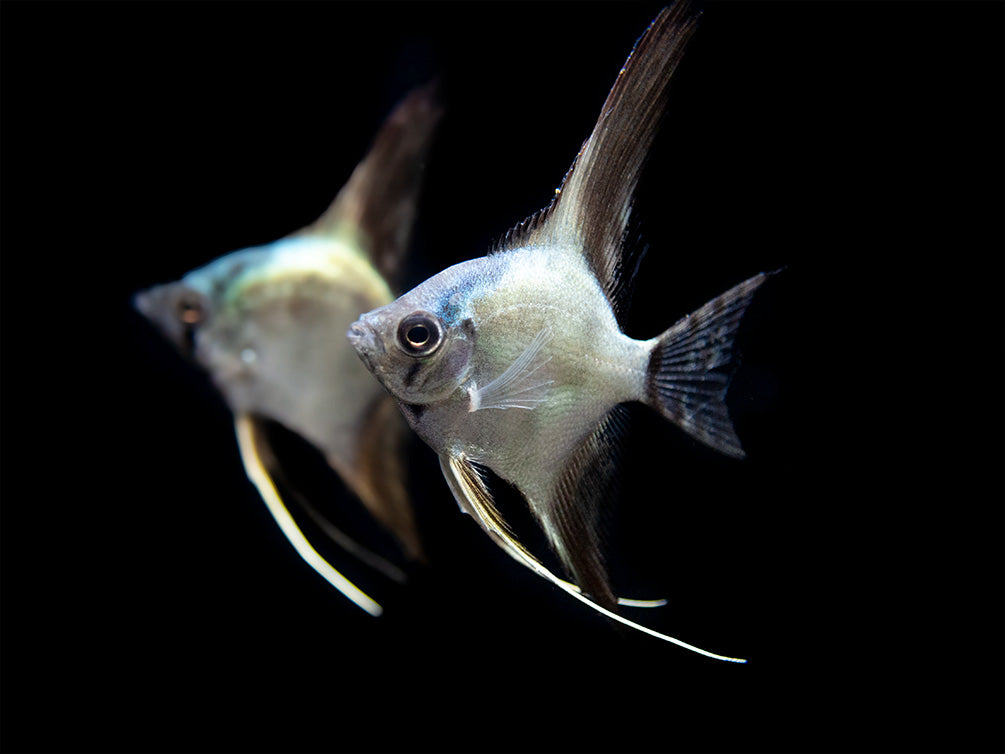 Avatar Turkey Green Angelfish (Pterophyllum scalare  "Avatar Turkey Green") - Tank-Bred!!!