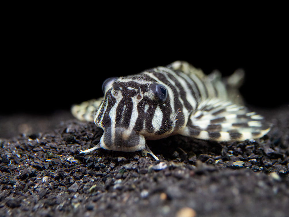 L134 Leopard Frog Pleco (Peckoltia compta) - Tank-Bred!