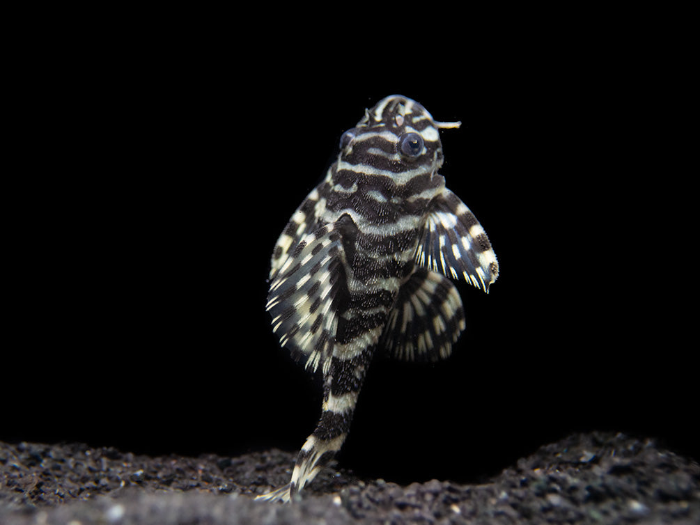 L134 Leopard Frog Pleco (Peckoltia compta) - Tank-Bred!