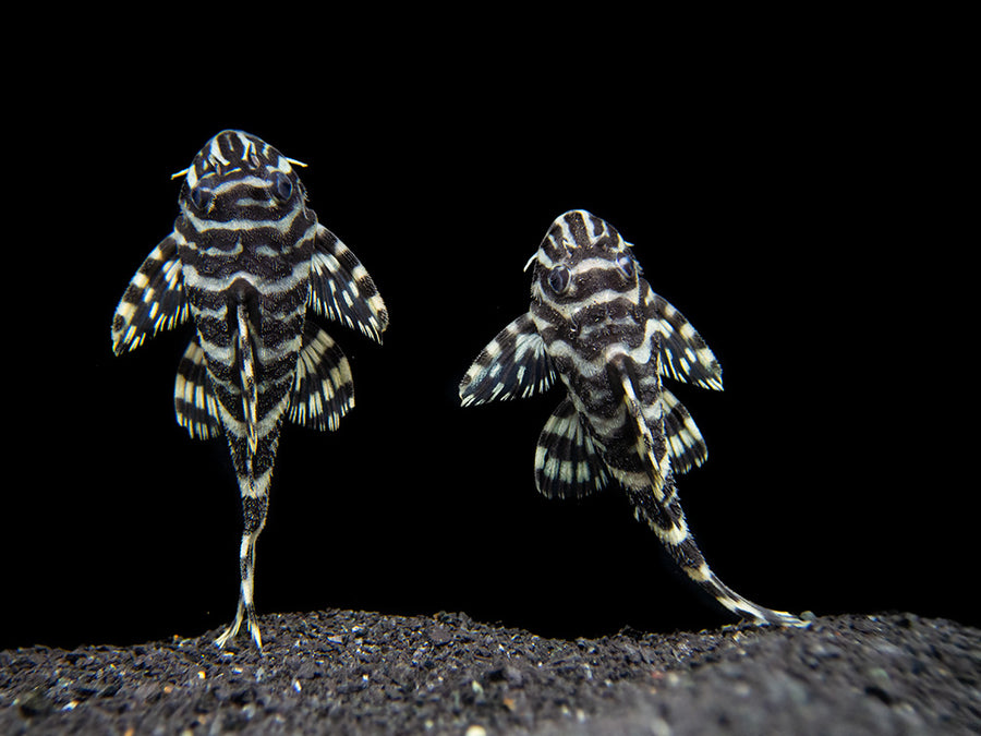 L134 Leopard Frog Pleco (Peckoltia compta), Tank-Bred - Aquatic Arts