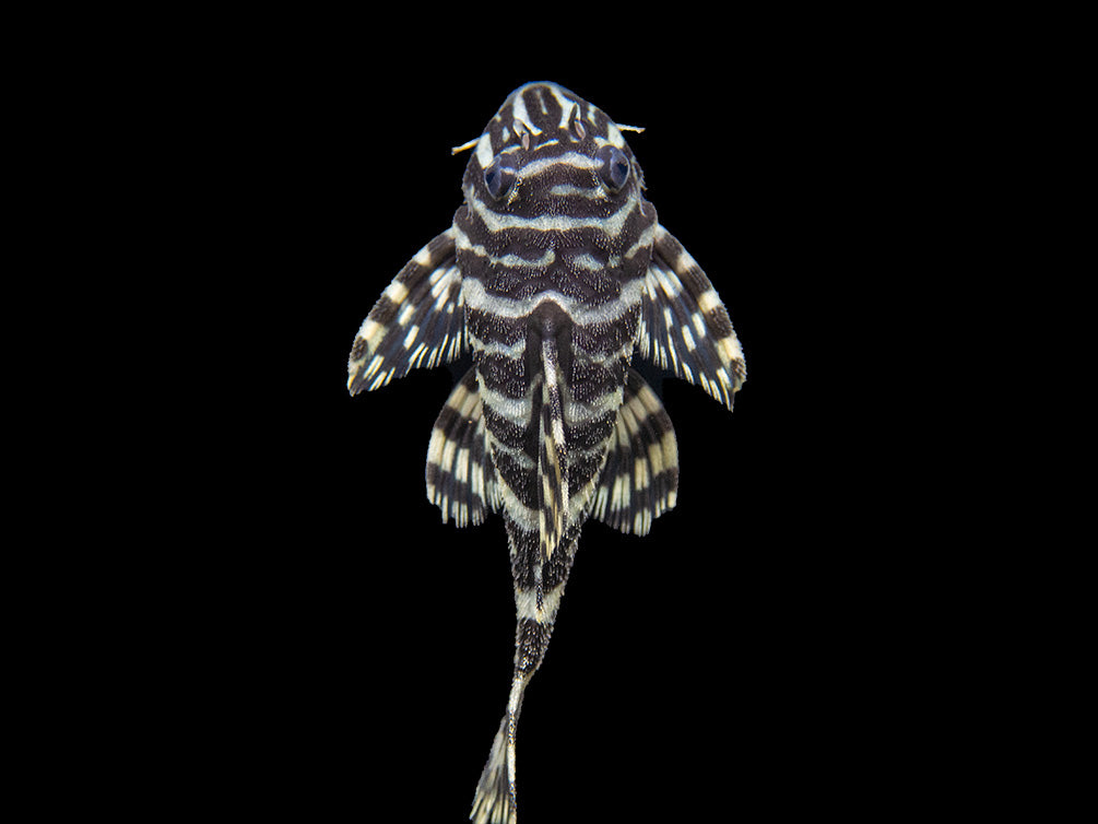 L134 Leopard Frog Pleco (Peckoltia compta), Tank-Bred - Aquatic Arts