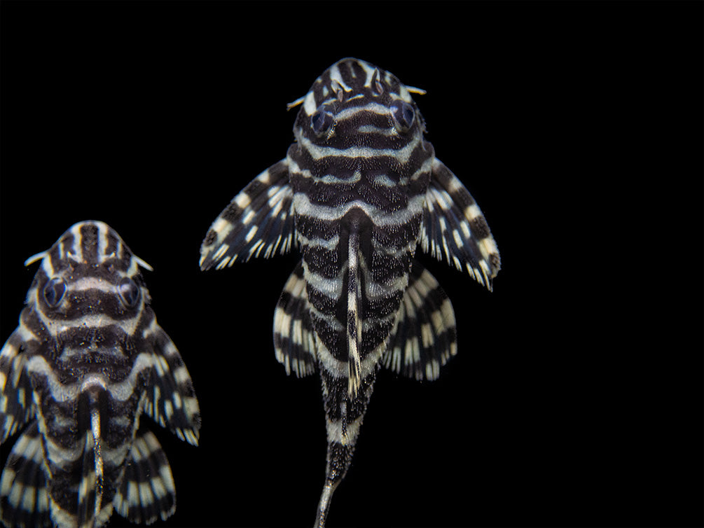 L134 Leopard Frog Pleco (Peckoltia compta), Tank-Bred - Aquatic Arts