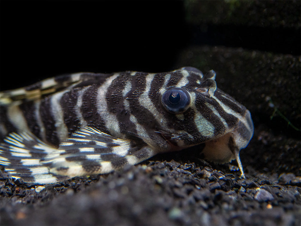 L134 Leopard Frog Pleco (Peckoltia compta), Tank-Bred - Aquatic Arts
