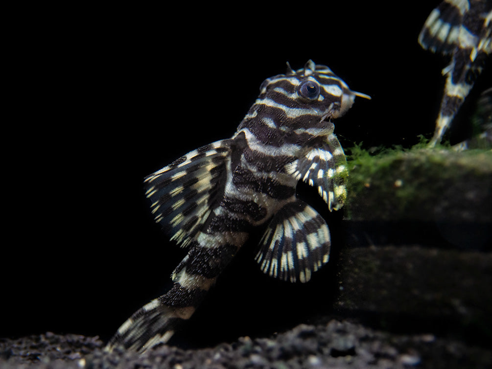 L134 Leopard Frog Pleco (Peckoltia compta) - Tank-Bred!