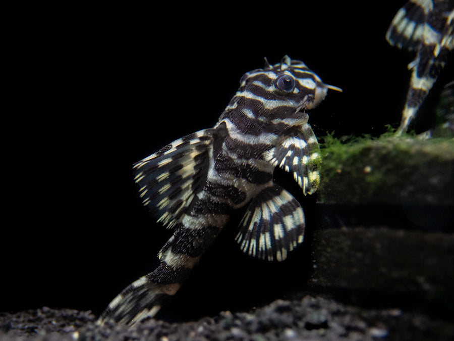 L134 Leopard Frog Pleco (Peckoltia compta), Tank-Bred - Aquatic Arts