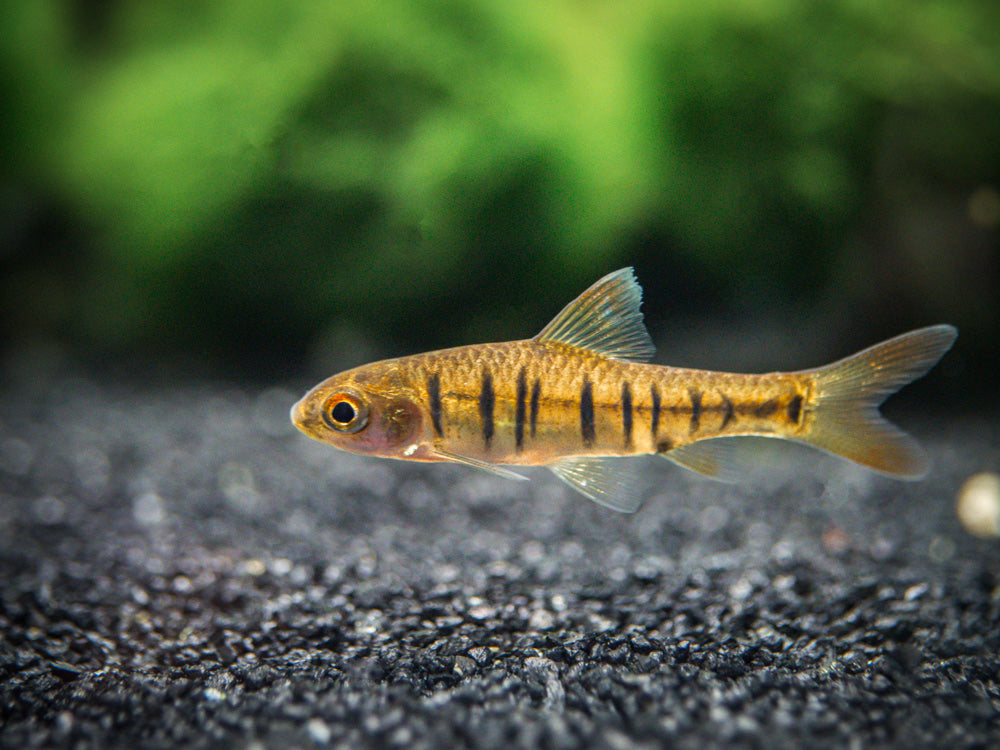 African Banded Barb (Barbus fasciolatus), Tank-Bred!!!