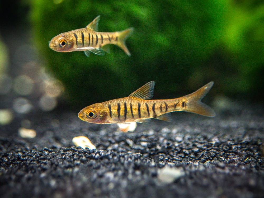 African Banded Barb (Barbus fasciolatus), Tank-Bred!!!