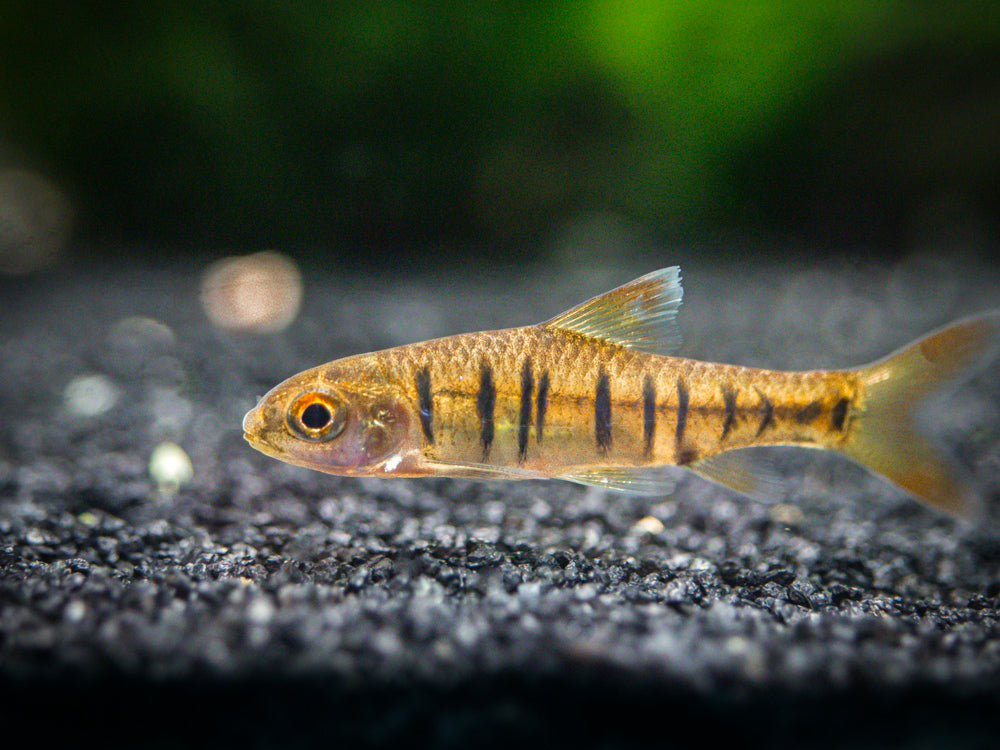 African Banded Barb (Barbus fasciolatus), Tank-Bred!!!