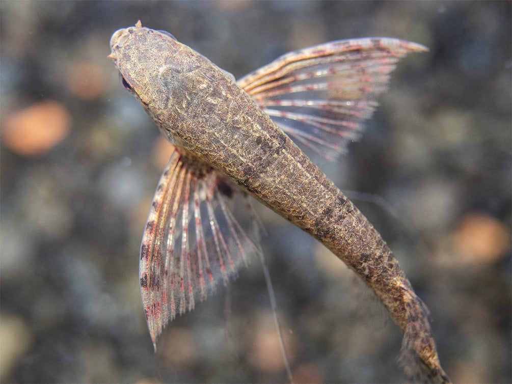 African Butterfly Fish (Pantodon buchholzi)