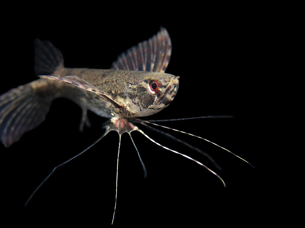 African Butterfly Fish (Pantodon buchholzi)