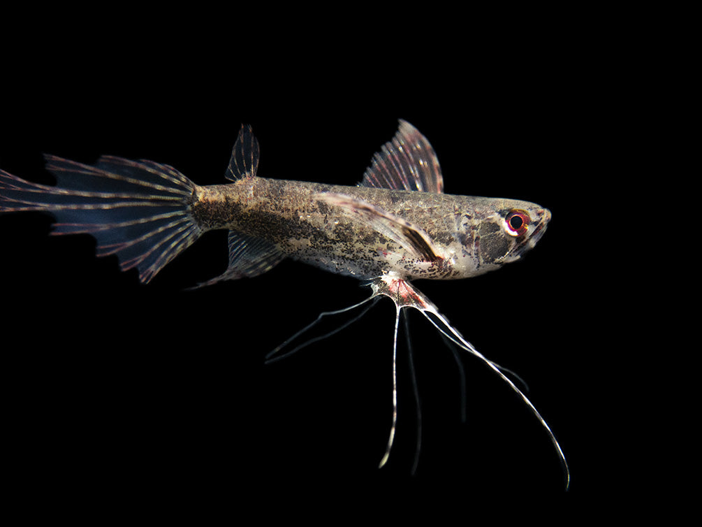 African Butterfly Fish (Pantodon buchholzi)