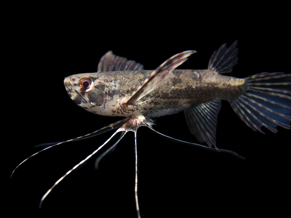 African Butterfly Fish (Pantodon buchholzi)